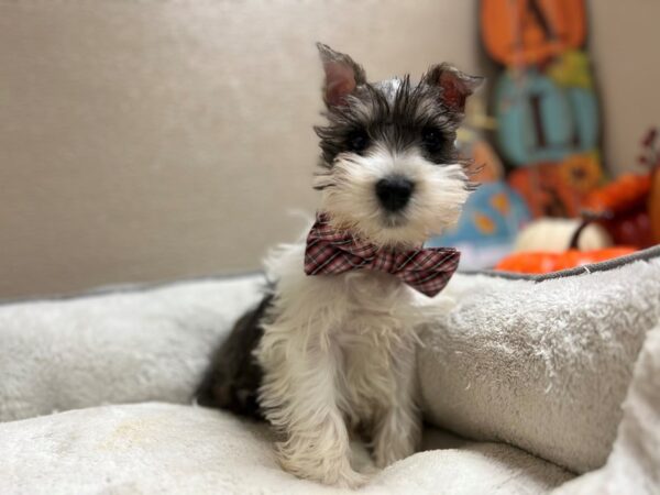 Min Schnauzer-DOG-Male-wh slt & ppr prti-6540-Petland San Antonio, TX