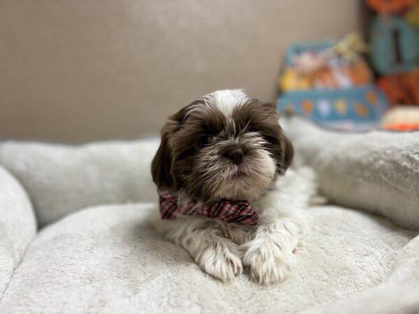 Shih Tzu DOG Male lilc & wh prti 6541 Petland San Antonio, TX