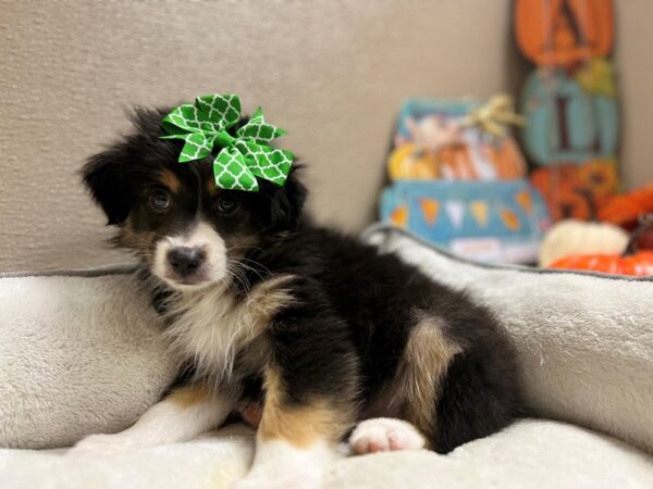 Miniature Australian Shepherd-DOG-Female-blk & tn wh mkgs-6543-Petland San Antonio, TX