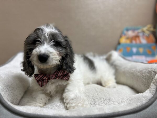 Doxipoo-DOG-Male-wh & bl mrl-6544-Petland San Antonio, TX