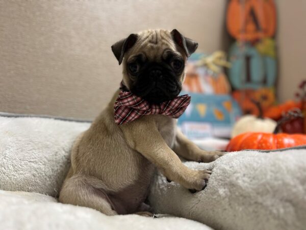 Pug DOG Male fn 6545 Petland San Antonio, TX