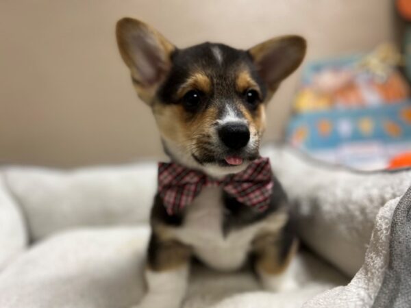 Pembroke Welsh Corgi DOG Male blk & tn 6515 Petland San Antonio, TX