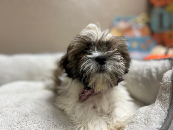 Shih Tzu/Teddy Bear DOG Male wh & gld parti 6521 Petland San Antonio, TX