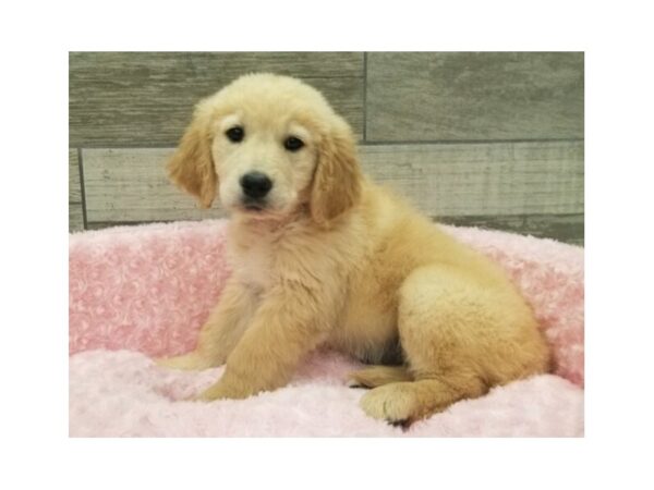 Golden Retriever DOG Female Golden 9473 Petland San Antonio, TX