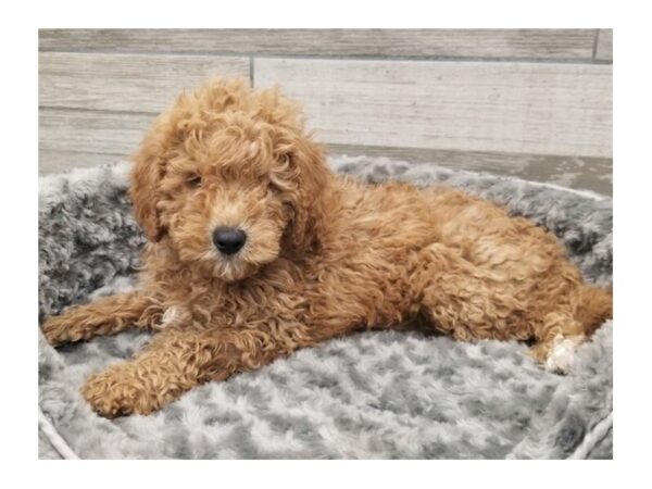 Miniature Goldendoodle-DOG-Male-Golden-9474-Petland San Antonio, TX