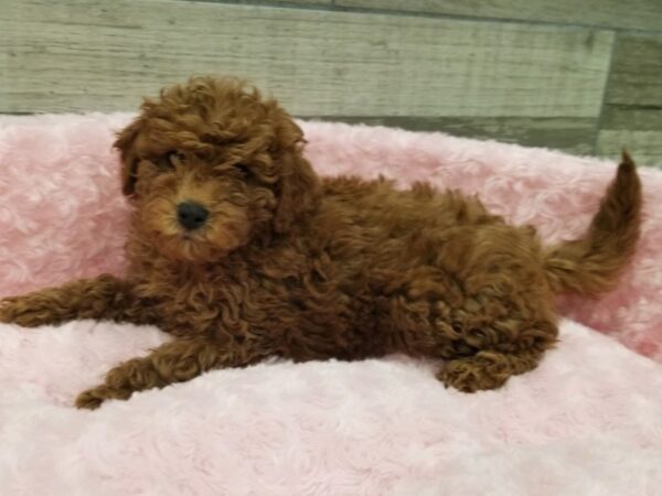 Miniature Goldendoodle DOG Female Red 9475 Petland San Antonio, TX