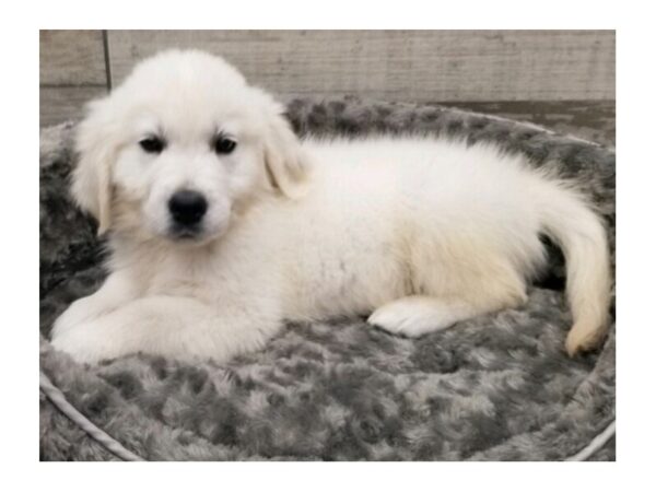 Golden Retriever DOG Male Cream 9476 Petland San Antonio, TX