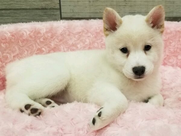 Shiba Inu DOG Female Cream 9477 Petland San Antonio, TX