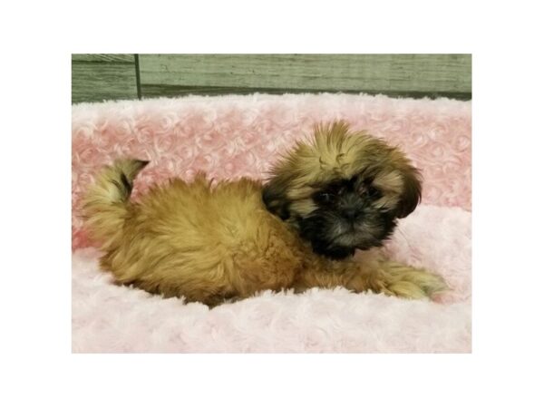 Shih Tzu-DOG-Female-Grizzled-9480-Petland San Antonio, TX