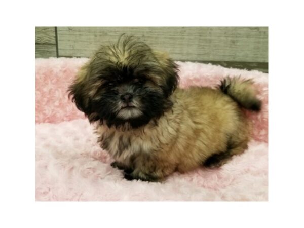 Shih Tzu DOG Female Grizzled 9481 Petland San Antonio, TX