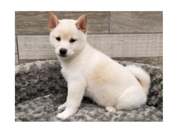 Shiba Inu DOG Male Cream 9479 Petland San Antonio, TX