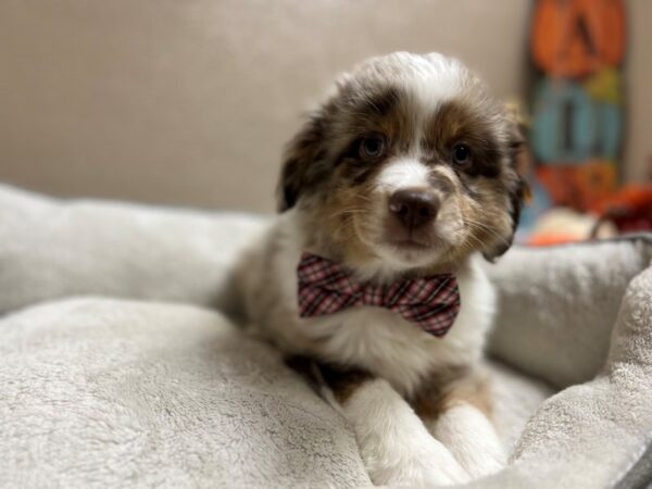 Miniature Australian Shepherd DOG Male choc mrl, wh & tn mkgs 6526 Petland San Antonio, TX