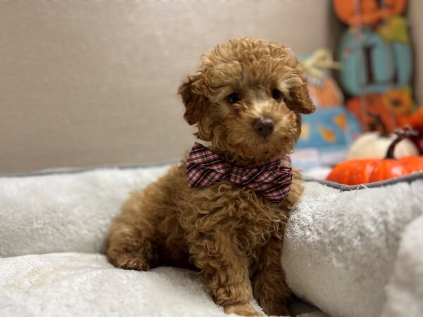 Toy Poodle DOG Male rd 6547 Petland San Antonio, TX