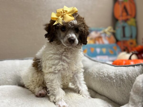 Toy Poodle DOG Female wh & rd, prti choc pbld 6548 Petland San Antonio, TX