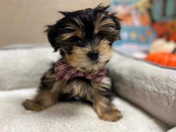 Morkie/Yorkshire Terrier-DOG-Male-blk & tn-6551-Petland San Antonio, TX