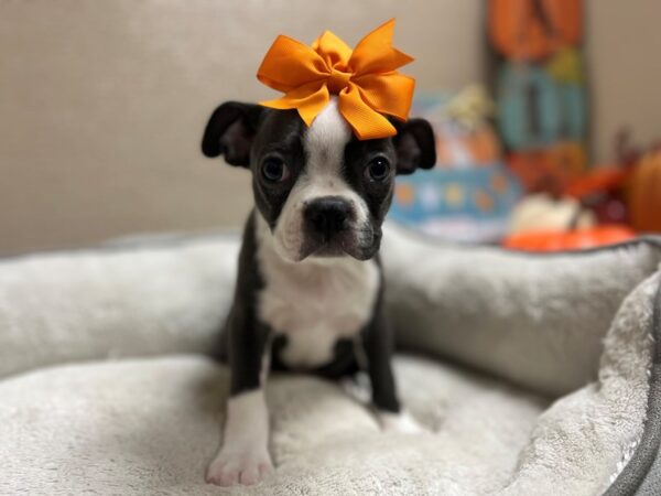 Boston Terrier-DOG-Female-bl & wh-6553-Petland San Antonio, TX