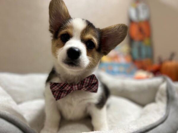 Pembroke Cardigan Welsh Corgi-DOG-Male-blk sbl-6554-Petland San Antonio, TX