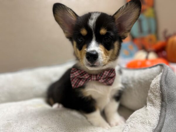 Pembroke Cardigan Welsh Corgi DOG Male tri 6555 Petland San Antonio, TX