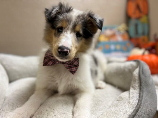 Rough Coated Collie DOG Male bl mrl 6556 Petland San Antonio, TX