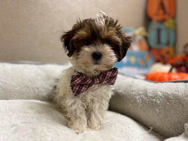 Shihpoo DOG Male parti 6557 Petland San Antonio, TX