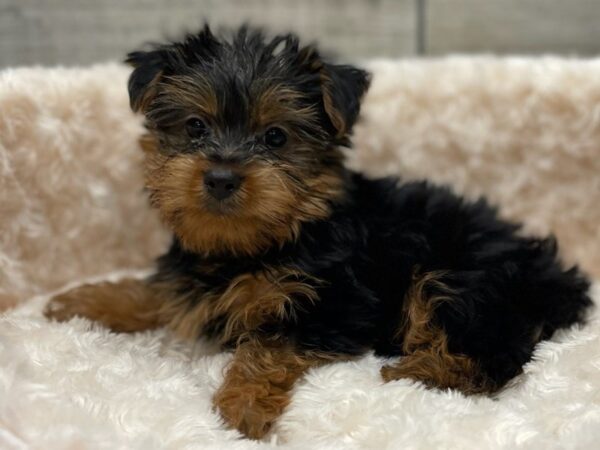 Yorkshire Terrier DOG Male Black & Tan 9482 Petland San Antonio, TX