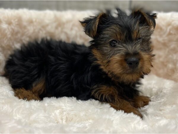 Yorkshire Terrier DOG Male Black & Tan 9483 Petland San Antonio, TX