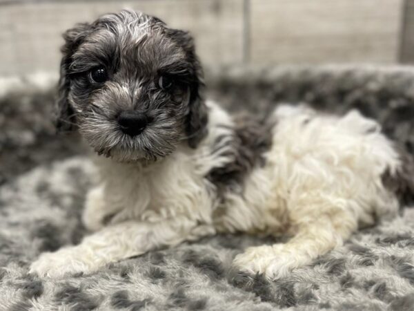 Cockapoo DOG Male Blue & White Roan 9484 Petland San Antonio, TX