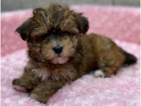 Havanese DOG Female Grizzled 9485 Petland San Antonio, TX