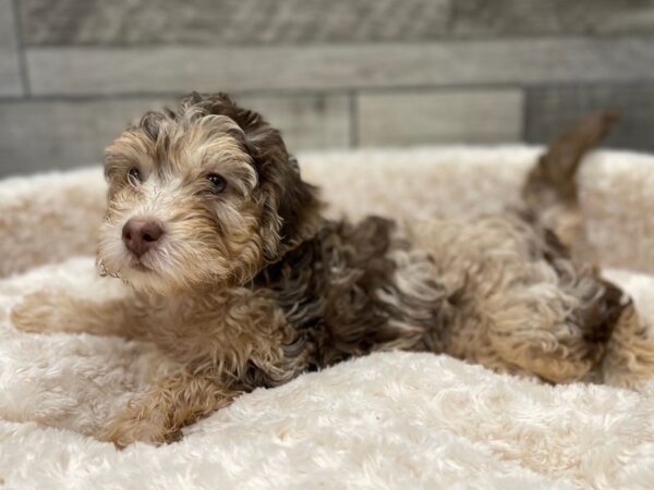 Miniature Labradoodle DOG Male Chocolate Merle Tan & White 9486 Petland San Antonio, TX