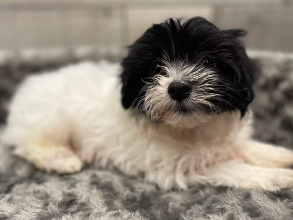 Havanese DOG Male Black & White 9487 Petland San Antonio, TX