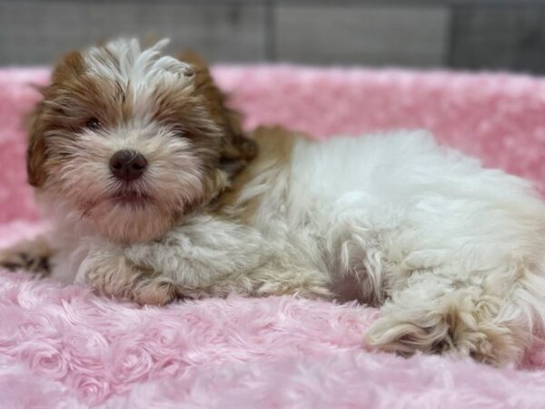 Havanese-DOG-Female-Red & White-9488-Petland San Antonio, TX