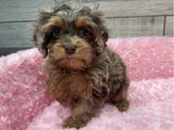 Cockapoo DOG Female Chocolate Merle & Tan 9489 Petland San Antonio, TX