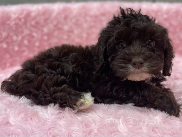 Cockapoo DOG Female Chocolate & White 9490 Petland San Antonio, TX