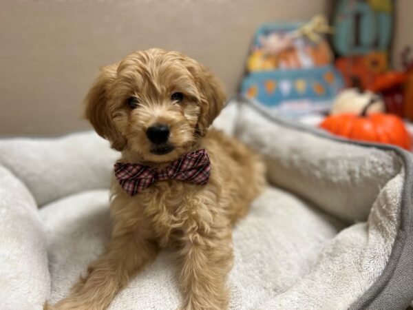 F1 B Mini Goldendoodle-DOG-Male-red-6560-Petland San Antonio, TX