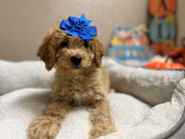 F1 B Mini Goldendoodle DOG Female red 6561 Petland San Antonio, TX