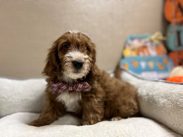 2nd Generation Mini Goldendoodle DOG Male rd, wh mkgs 6549 Petland San Antonio, TX