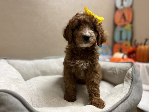 2nd Generation Mini Goldendoodle-DOG-Female-rd, wh mkgs-6550-Petland San Antonio, TX