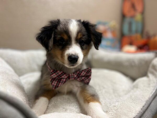 Miniature Australian Shepherd-DOG-Male-tri-6558-Petland San Antonio, TX