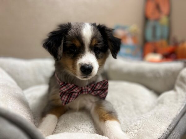 Miniature Australian Shepherd DOG Male tri 6558 Petland San Antonio, TX