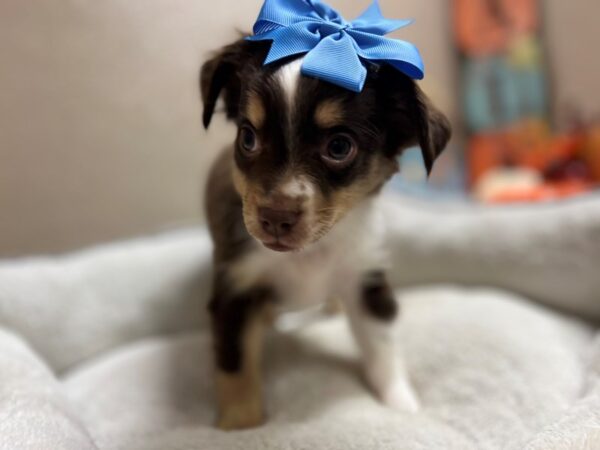 Miniature Australian Shepherd-DOG-Female-tri-6559-Petland San Antonio, TX