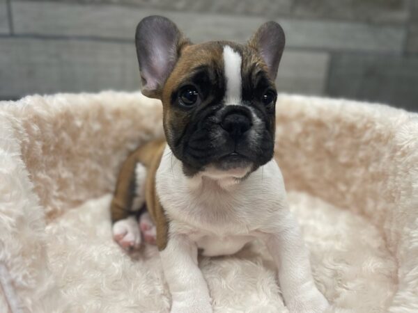 French Bulldog DOG Male Fawn & White 9491 Petland San Antonio, TX