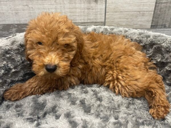 Miniature Goldendoodle DOG Male Red 9492 Petland San Antonio, TX