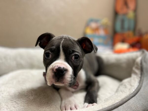 Boston Terrier-DOG-Male-bl & wh-6562-Petland San Antonio, TX