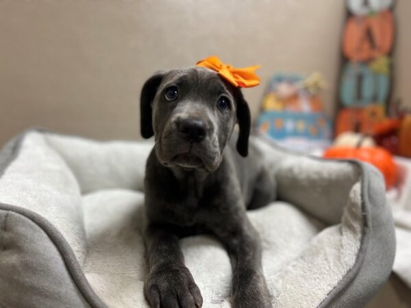Cane Corso-DOG-Female-bl-6564-Petland San Antonio, TX
