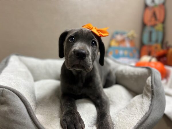 Cane Corso DOG Female bl 6564 Petland San Antonio, TX