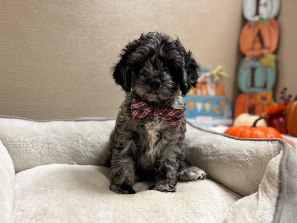 Cockapoo DOG Male bl mrl, wh mkgs 6567 Petland San Antonio, TX