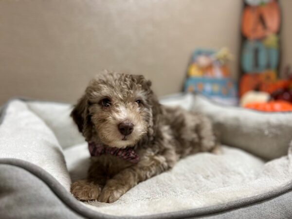 Mini Labradoodle 2nd Gen DOG Male choc mrl, tn & wh 6568 Petland San Antonio, TX