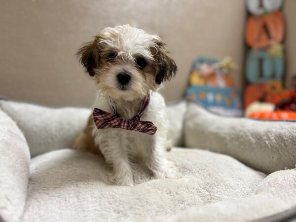 Teddy Bear DOG Male wh & gld parti 6569 Petland San Antonio, TX