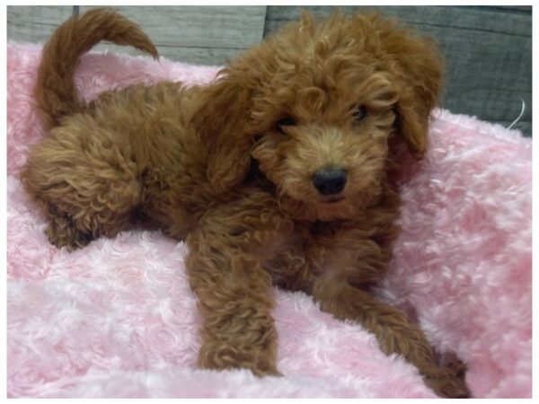 Miniature Goldendoodle-DOG-Female-Red-9493-Petland San Antonio, TX