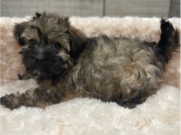 Havanese DOG Male Sable 9494 Petland San Antonio, TX